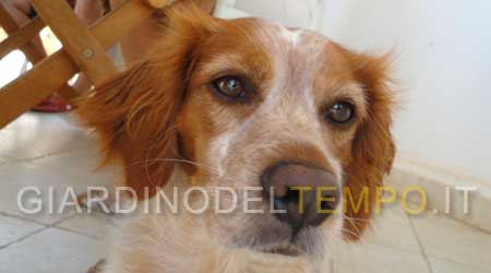 toni il nostro cane