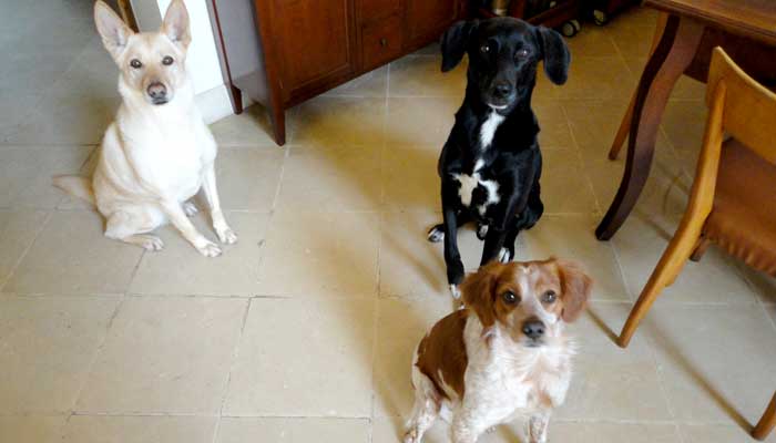 Beba, Pippo e Toni